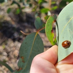 Paropsisterna bimaculata at Bungendore, NSW - 1 Oct 2024