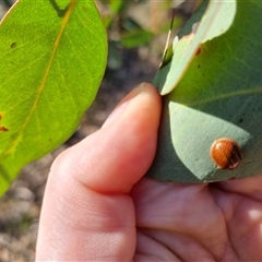 Paropsisterna bimaculata at Bungendore, NSW - 1 Oct 2024