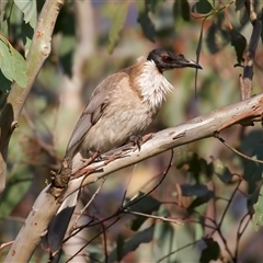 Philemon corniculatus (Noisy Friarbird) at Ainslie, ACT - 30 Sep 2024 by jb2602