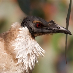 Philemon corniculatus at Ainslie, ACT - 30 Sep 2024