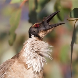 Philemon corniculatus at Ainslie, ACT - 30 Sep 2024