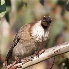 Philemon corniculatus at Ainslie, ACT - 30 Sep 2024 05:09 PM