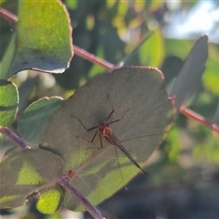 Unidentified Mayfly (Ephemeroptera) at Bungendore, NSW - 1 Oct 2024 by clarehoneydove