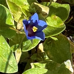 Lysimachia loeflingii (Blue Pimpernel) at Surf Beach, NSW - 30 Sep 2024 by Hejor1