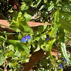 Lysimachia loeflingii at Surf Beach, NSW - 1 Oct 2024 08:41 AM