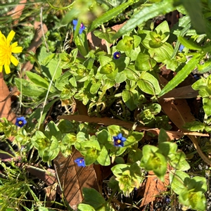 Lysimachia loeflingii at Surf Beach, NSW - 1 Oct 2024 08:41 AM