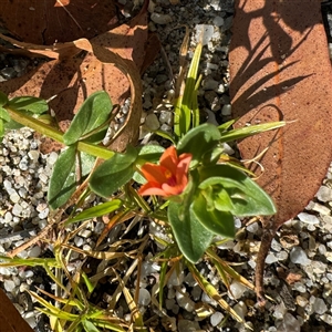 Lysimachia arvensis at Surf Beach, NSW - 1 Oct 2024