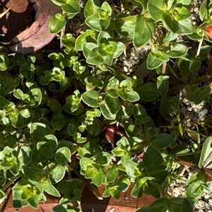 Lysimachia arvensis at Surf Beach, NSW - 1 Oct 2024