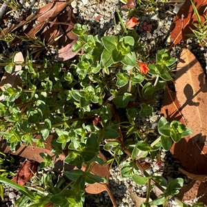 Lysimachia arvensis at Surf Beach, NSW - 1 Oct 2024