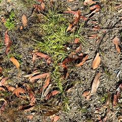 Cenchrus clandestinus (Kikuyu Grass) at Surf Beach, NSW - 30 Sep 2024 by Hejor1