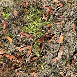 Cenchrus clandestinus at Surf Beach, NSW - 1 Oct 2024 08:40 AM