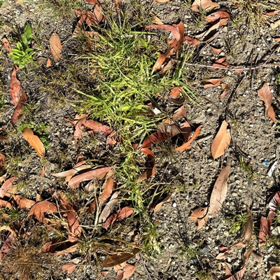 Cenchrus clandestinus (Kikuyu Grass) at Surf Beach, NSW - 30 Sep 2024 by Hejor1