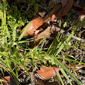 Cenchrus clandestinus at Surf Beach, NSW - 1 Oct 2024