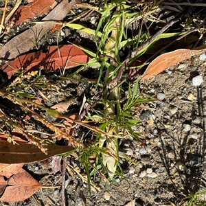 Cenchrus clandestinus at Surf Beach, NSW - 1 Oct 2024