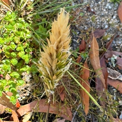 Anthoxanthum odoratum (Sweet Vernal Grass) at Surf Beach, NSW - 1 Oct 2024 by Hejor1