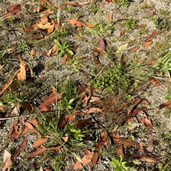 Anthoxanthum odoratum at Surf Beach, NSW - 1 Oct 2024 08:40 AM