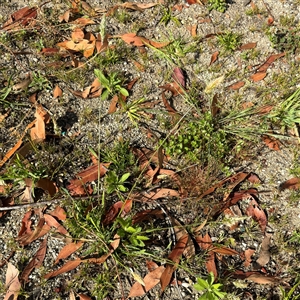 Anthoxanthum odoratum at Surf Beach, NSW - 1 Oct 2024