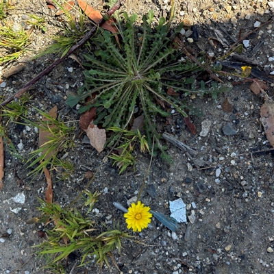 Hypochaeris radicata (Cat's Ear, Flatweed) at Surf Beach, NSW - 30 Sep 2024 by Hejor1