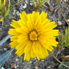 Hypochaeris radicata at Surf Beach, NSW - 1 Oct 2024