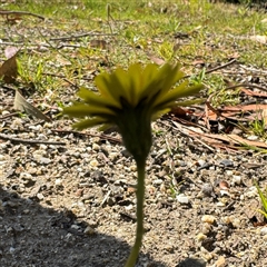 Hypochaeris radicata at Surf Beach, NSW - 1 Oct 2024