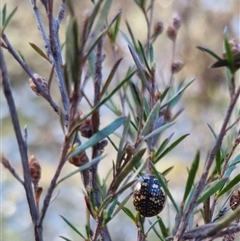 Paropsis pictipennis (Tea-tree button beetle) at Bungendore, NSW - 1 Oct 2024 by clarehoneydove