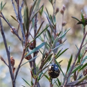 Paropsis pictipennis at Bungendore, NSW - 1 Oct 2024