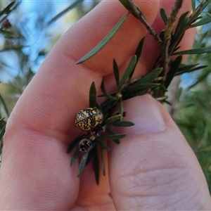 Paropsis pictipennis at Bungendore, NSW - suppressed