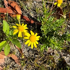 Senecio pinnatifolius var. pinnatifolius at Surf Beach, NSW - 1 Oct 2024 by Hejor1