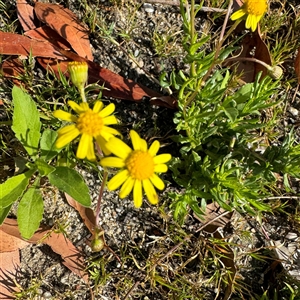 Senecio pinnatifolius var. pinnatifolius at Surf Beach, NSW - 1 Oct 2024