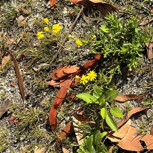 Senecio pinnatifolius var. pinnatifolius at Surf Beach, NSW - 1 Oct 2024