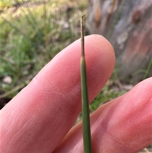 Juncus sp. at Kangaroo Valley, NSW - suppressed