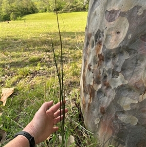 Juncus sp. at Kangaroo Valley, NSW - suppressed