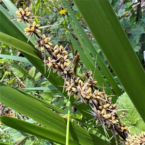 Lomandra longifolia at Surf Beach, NSW - 1 Oct 2024