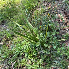 Lomandra longifolia at Surf Beach, NSW - 1 Oct 2024