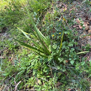 Lomandra longifolia at Surf Beach, NSW - 1 Oct 2024