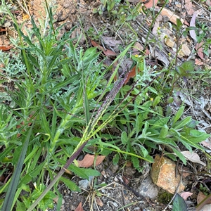 Digitaria sanguinalis at Surf Beach, NSW - 1 Oct 2024 08:37 AM