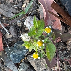 Galinsoga parviflora (Potato Weed) at Surf Beach, NSW - 1 Oct 2024 by Hejor1