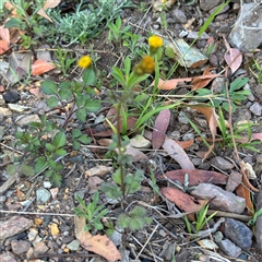 Galinsoga parviflora at Surf Beach, NSW - 1 Oct 2024