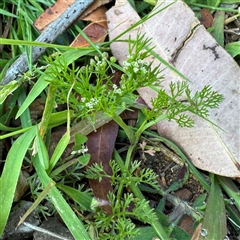 Cyclospermum leptophyllum (Slender Celery, Wild Carrot) at Surf Beach, NSW - 1 Oct 2024 by Hejor1