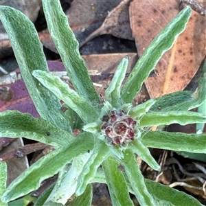 Gamochaeta calviceps at Surf Beach, NSW - 1 Oct 2024