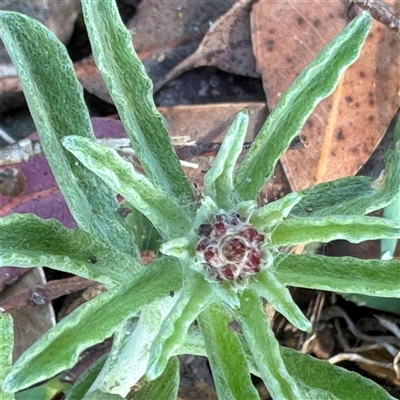 Gamochaeta calviceps (Narrowleaf Purple Everlasting) at Surf Beach, NSW - 30 Sep 2024 by Hejor1