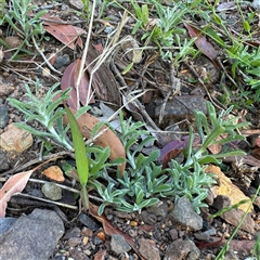 Gamochaeta calviceps at Surf Beach, NSW - 1 Oct 2024