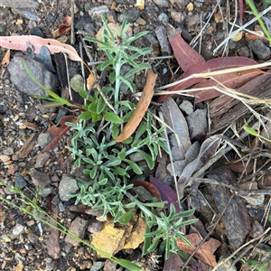 Gamochaeta calviceps at Surf Beach, NSW - 1 Oct 2024