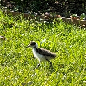 Vanellus miles at Malua Bay, NSW - 1 Oct 2024 02:27 PM