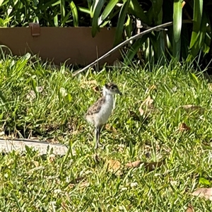 Vanellus miles at Malua Bay, NSW - 1 Oct 2024