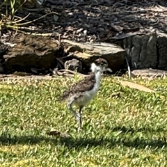 Vanellus miles at Malua Bay, NSW - 1 Oct 2024