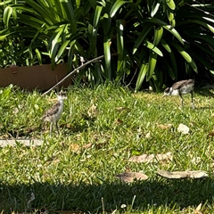 Vanellus miles at Malua Bay, NSW - 1 Oct 2024