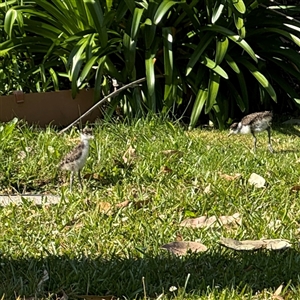 Vanellus miles at Malua Bay, NSW - 1 Oct 2024