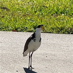 Vanellus miles at Malua Bay, NSW - 1 Oct 2024