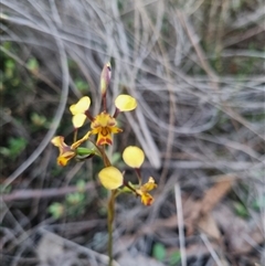 Diuris pardina (Leopard Doubletail) at Bungendore, NSW - 1 Oct 2024 by clarehoneydove